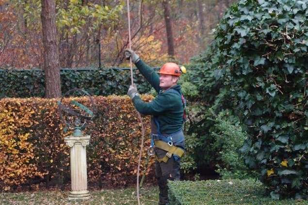 rooien en verwijderen van bomen uit de achtertuin 